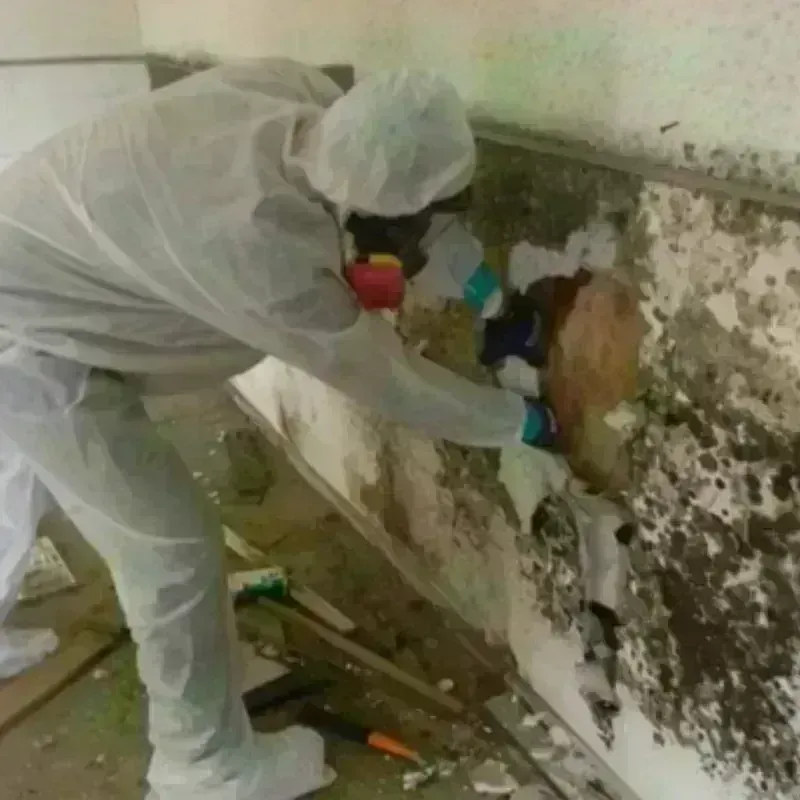 Mold Remediation and Removal in Avon Center, OH